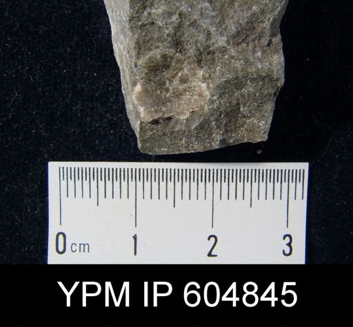 undet. Brachiopoda