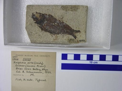 Knightia alta