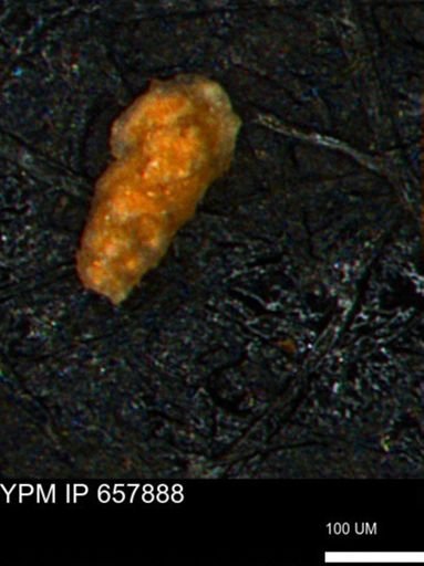 Verneuilina canadensis