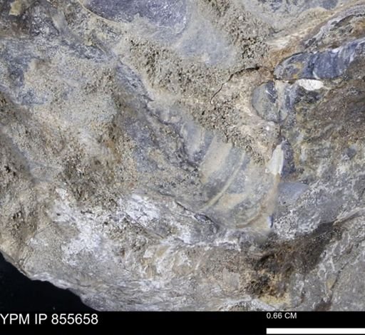 undet. Teredinidae