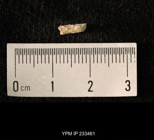 Archaeocidaris sp.