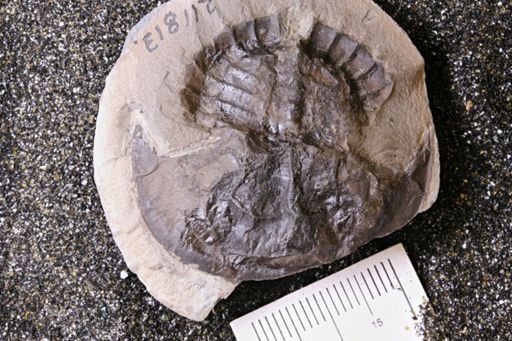 Euproops rotundatus