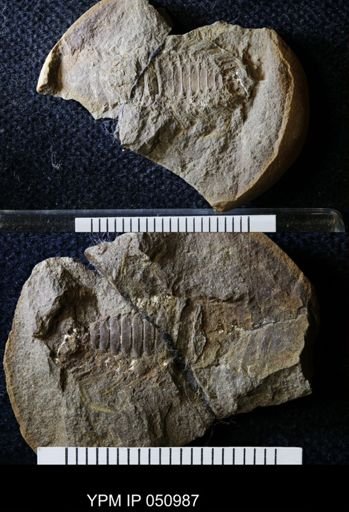 Anthracaris gracilis