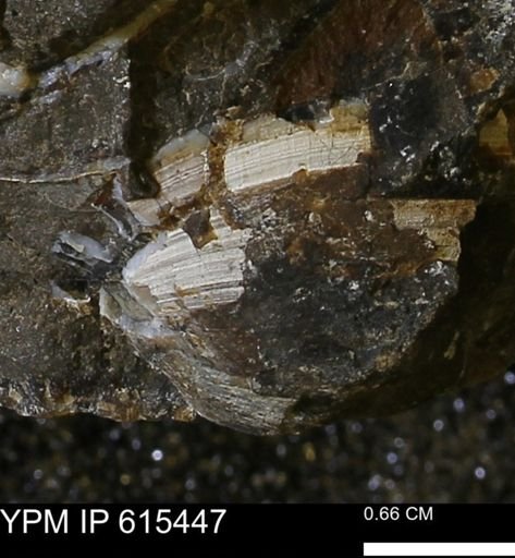 undet. Bivalvia