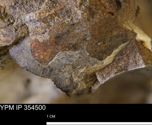 undet. Mollusca