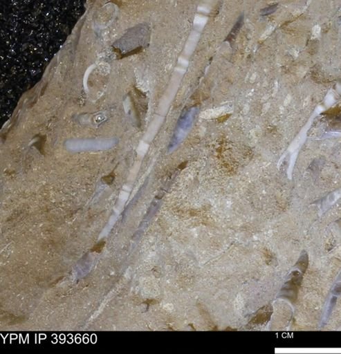undet. Serpulidae