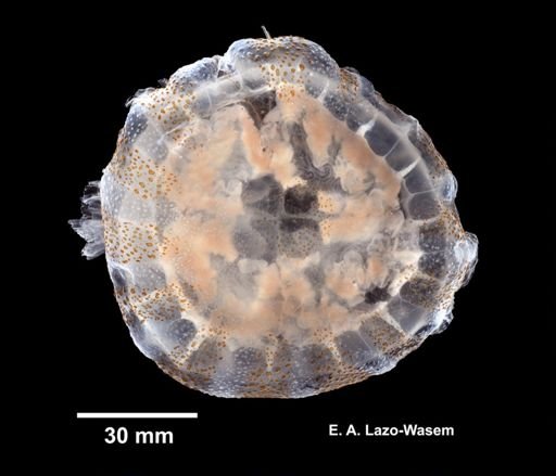 Chrysaora quinquecirrha