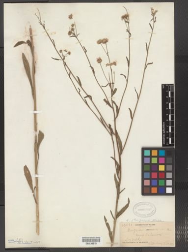 Erigeron strigosus