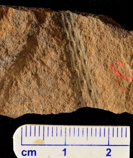 Archaeosigillaria sp.