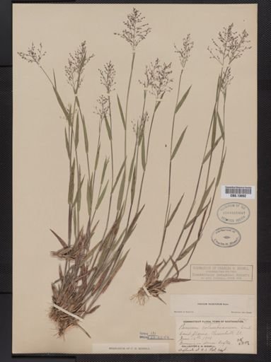 Panicum columbianum tsugetorum