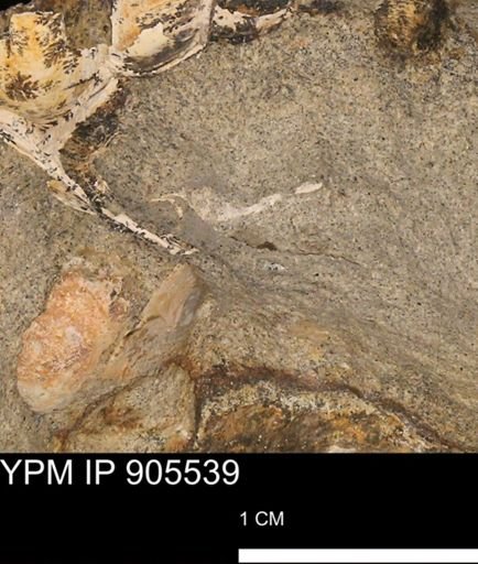undet. Mollusca