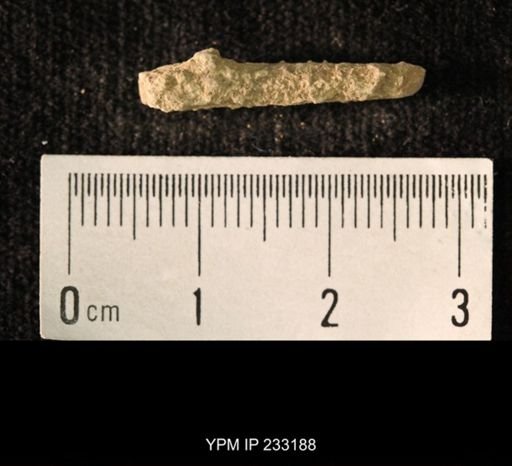 Archaeocidaris sp.