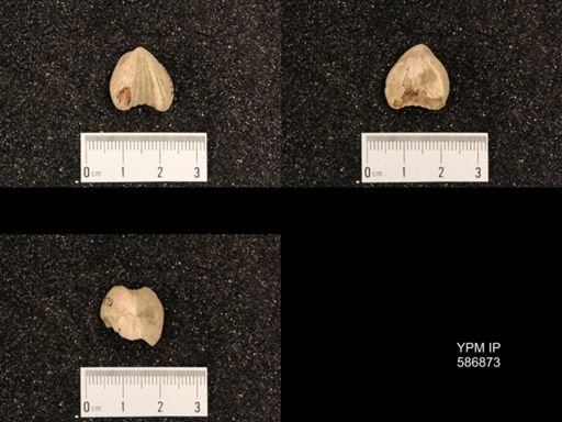 Rhynchotrema capax