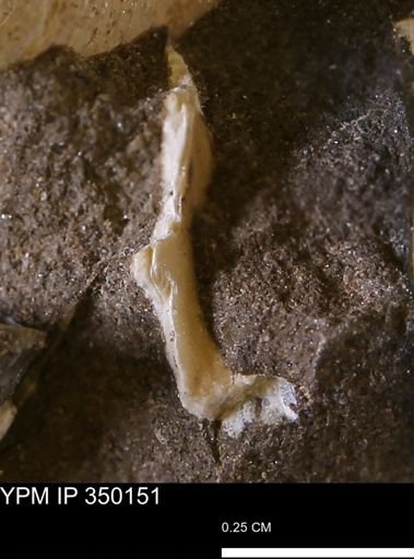 undet. Bivalvia