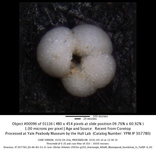 undet. Foraminiferida
