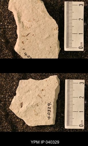 Hexapoda