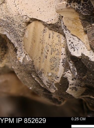 Limopsis striatopunctatus