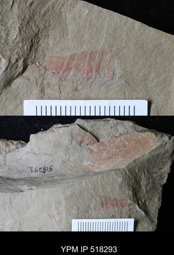 Thelxiope sp.