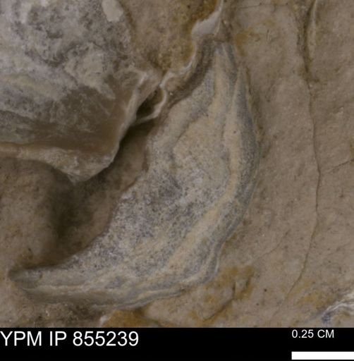 Gryphaeidae?