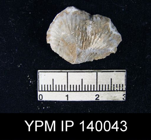Productus (Dictyoclostus) gratiosus