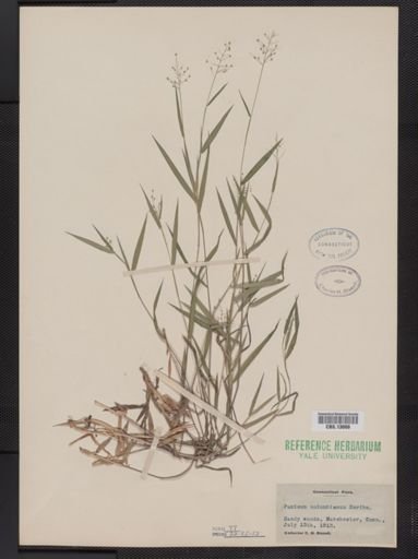 Panicum columbianum