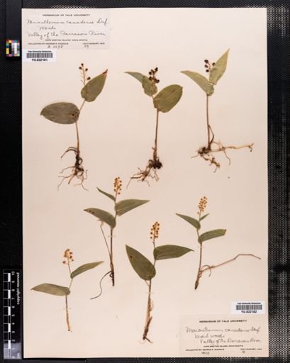 Maianthemum canadense