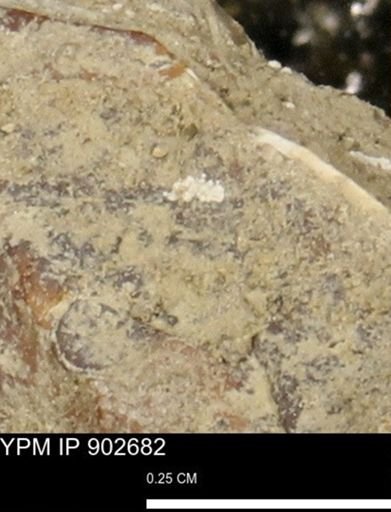 undet. Mollusca