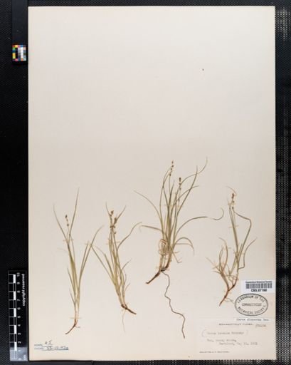 Carex disperma