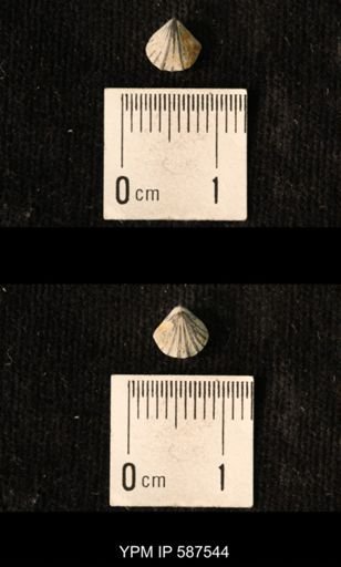 Camarotoechia whitei