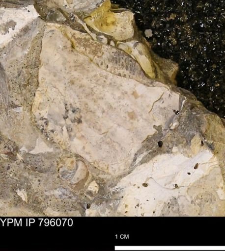 Inoceramidae?