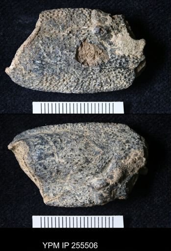 Pacifastacus chenoderma