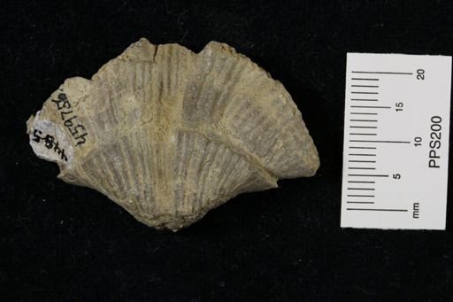 Neospirifer dunbari