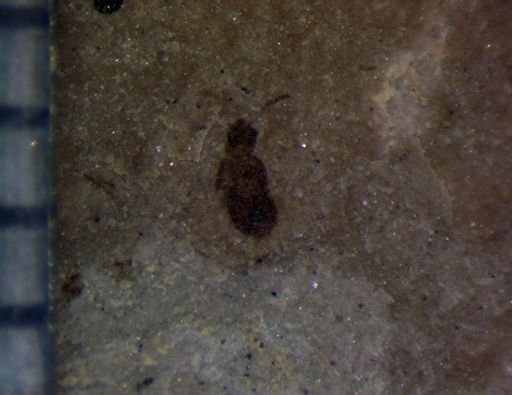 undet. Staphylinidae