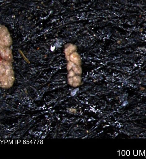 Ammobaculoides phaulus