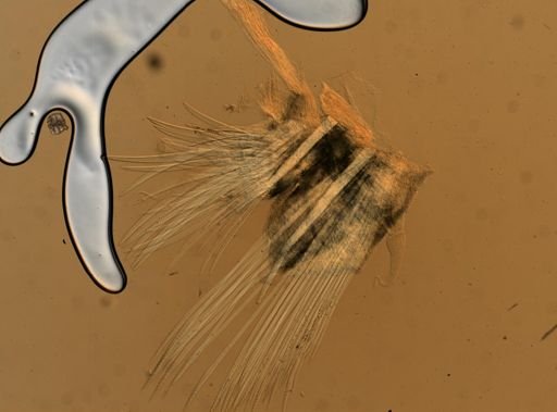 Harmothoe imbricata