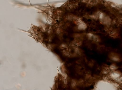 Hemigellius arcofer
