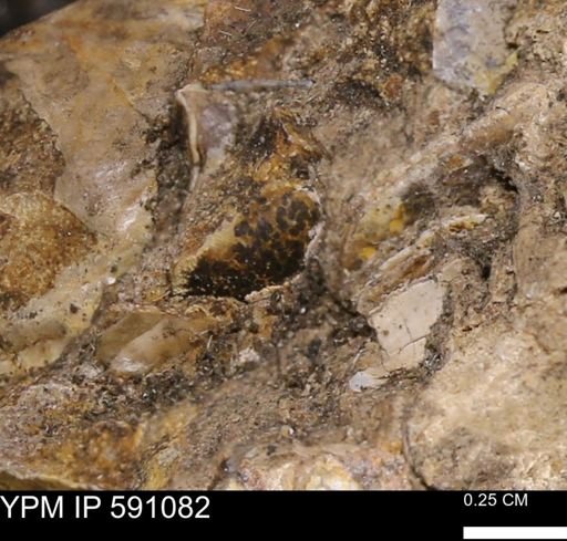 Limopsis? striatopunctatus