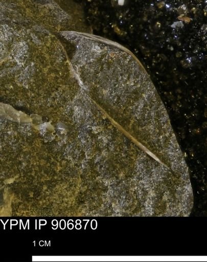 Pseudoptera sp.