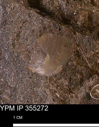 undet. Bivalvia