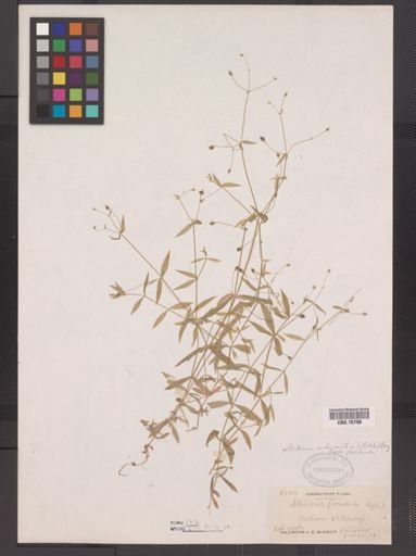 Stellaria calycantha