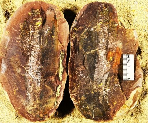 Pecopteris