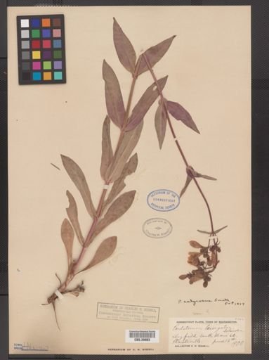 Penstemon calycosus