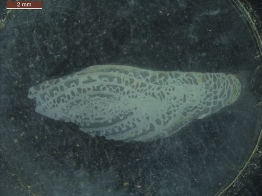 Schwagerina fusulinoides