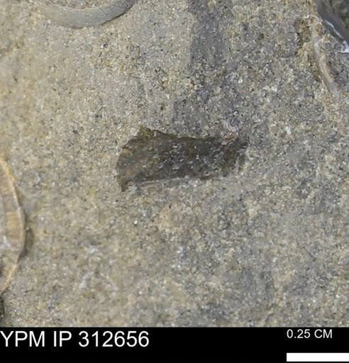 undet. Mollusca