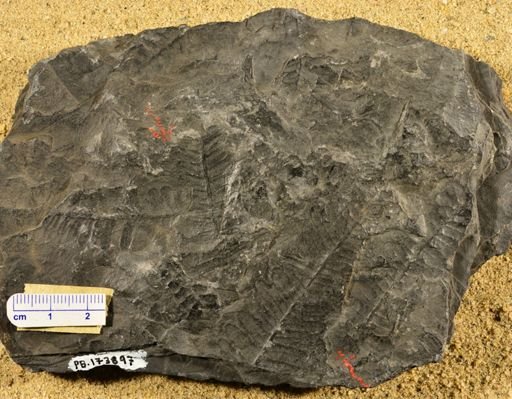 Pecopteris sp.