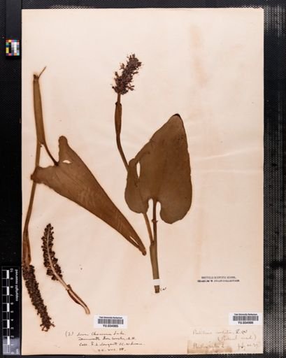 Pontederia cordata