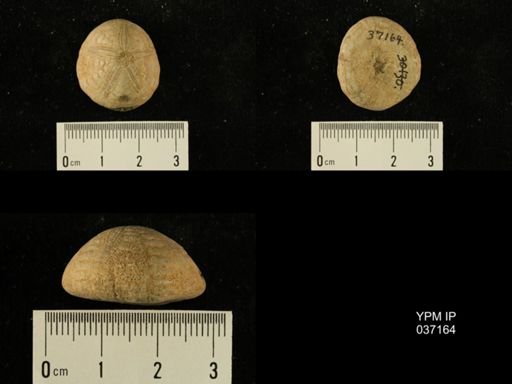 Cassidulus