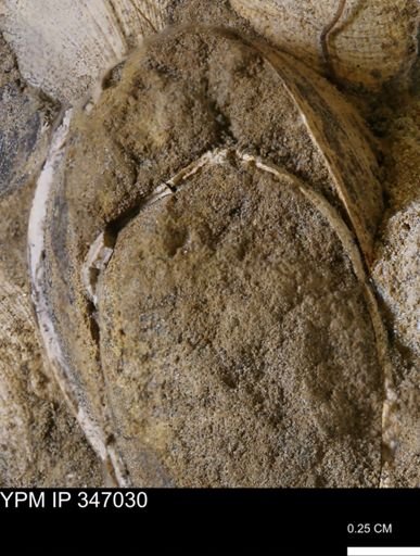 undet. Bivalvia