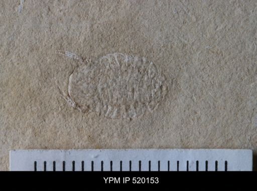 undet. Cheloniellida