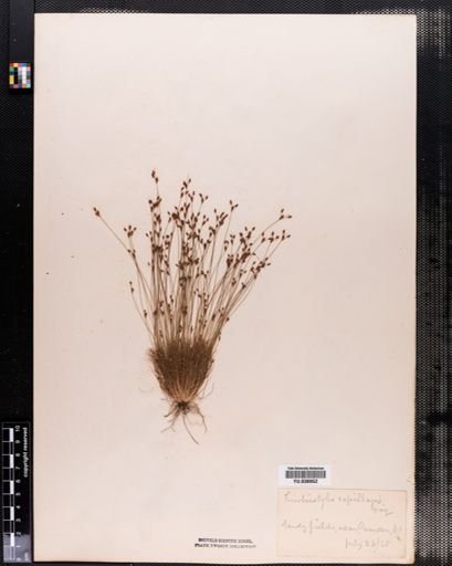 Bulbostylis capillaris